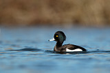 Image. Tufted Duck