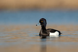 Image. Tufted Duck