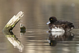Image. Tufted Duck