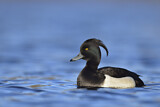 Image. Tufted Duck
