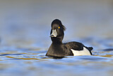 Image. Tufted Duck