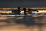 Image. Tufted Duck