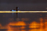 Image. Tufted Duck