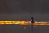 Image. Tufted Duck