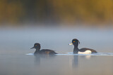 Image. Tufted Duck