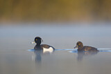 Image. Tufted Duck