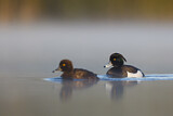 Image. Tufted Duck