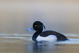 Image. Tufted Duck