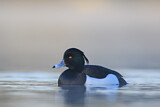 Image. Tufted Duck