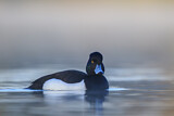 Image. Tufted Duck