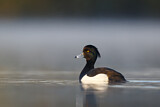 Image. Tufted Duck