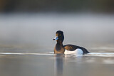 Image. Tufted Duck