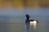 Image. Tufted Duck