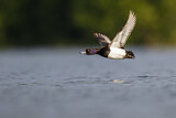 Image. Tufted Duck
