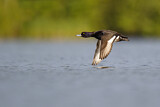 Image. Tufted Duck