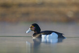 Image. Tufted Duck