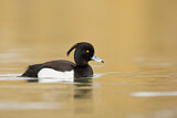 Image. Tufted Duck