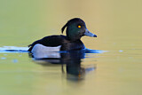 Image. Tufted Duck
