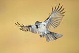 Image. Tufted Titmouse