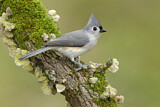 Image. Tufted Titmouse