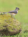 Image. Tufted Titmouse