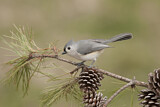 Image. Tufted Titmouse