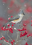 Image. Tufted Titmouse