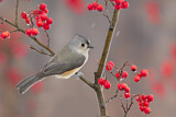 Image. Tufted Titmouse