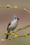 Image. Tufted Titmouse