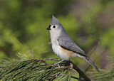 Image. Tufted Titmouse