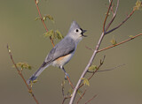 Image. Tufted Titmouse
