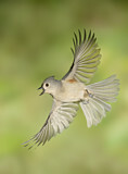 Image. Tufted Titmouse