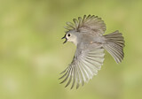 Image. Tufted Titmouse