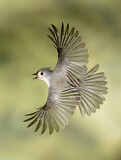 Image. Tufted Titmouse