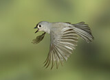 Image. Tufted Titmouse