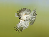 Image. Tufted Titmouse