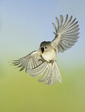 Image. Tufted Titmouse