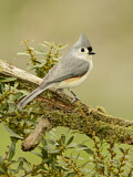Image. Tufted Titmouse