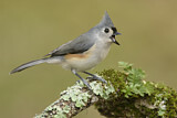 Image. Tufted Titmouse