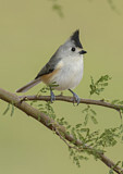 Image. Tufted Titmouse