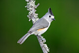 Image. Tufted Titmouse