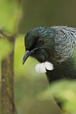 Image. Tui