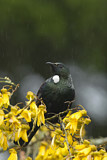 Image. Tui