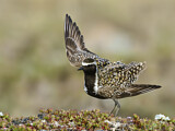 Image. Tundra-Goldregenpfeifer