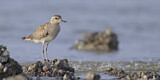 Image. Tundra-Goldregenpfeifer