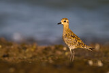 Image. Tundra-Goldregenpfeifer