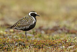 Image. Tundra-Goldregenpfeifer