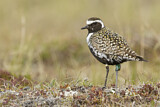 Image. Tundra-Goldregenpfeifer