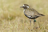 Image. Tundra-Goldregenpfeifer