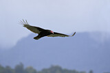 Image. Turkey Vulture